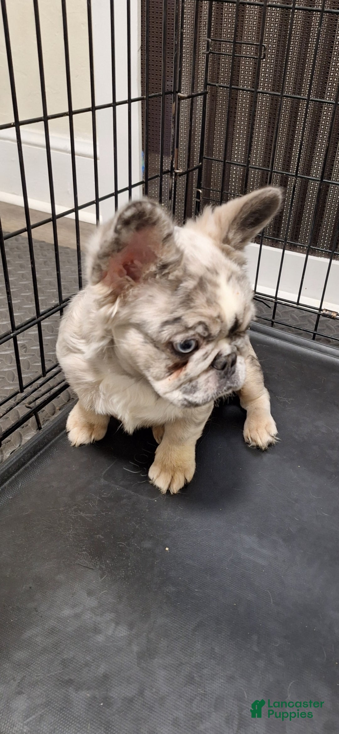 French Bulldog dogs Princess  - Ad 2