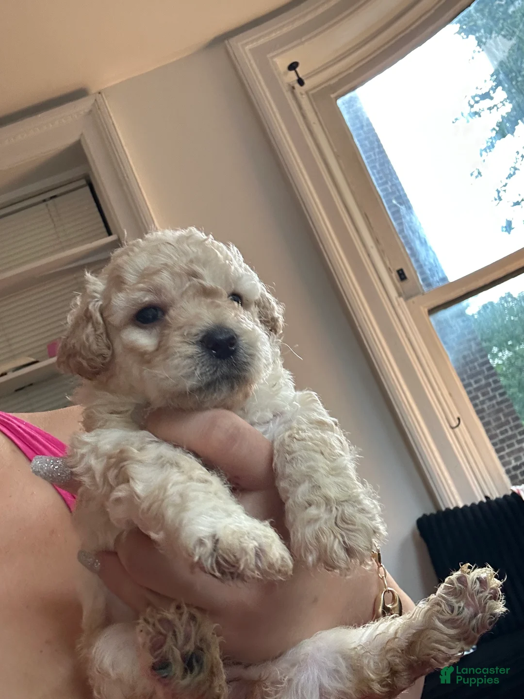 Toy Poodle dogs for sale: Tcup Jackson  - Ad 2