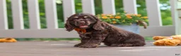 Cocker Spaniel dogs for sale: Mason - Ad 4