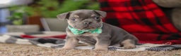Frenchton dogs for sale: Leo - Ad 7
