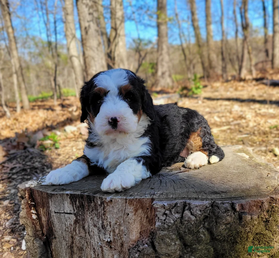 Mini Bernedoodle dogs for sale: Elma - Ad 2