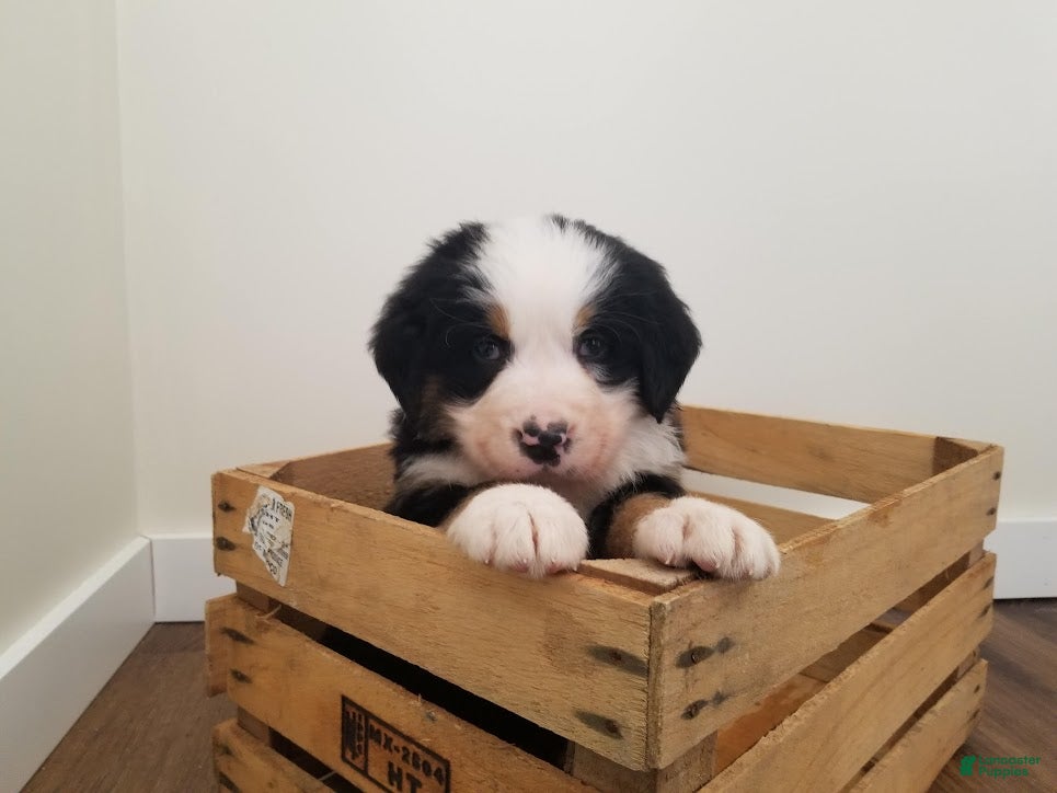 Bernese Mountain Dog dogs Bernese Mountain Dog Puppy 4 - Ad 1