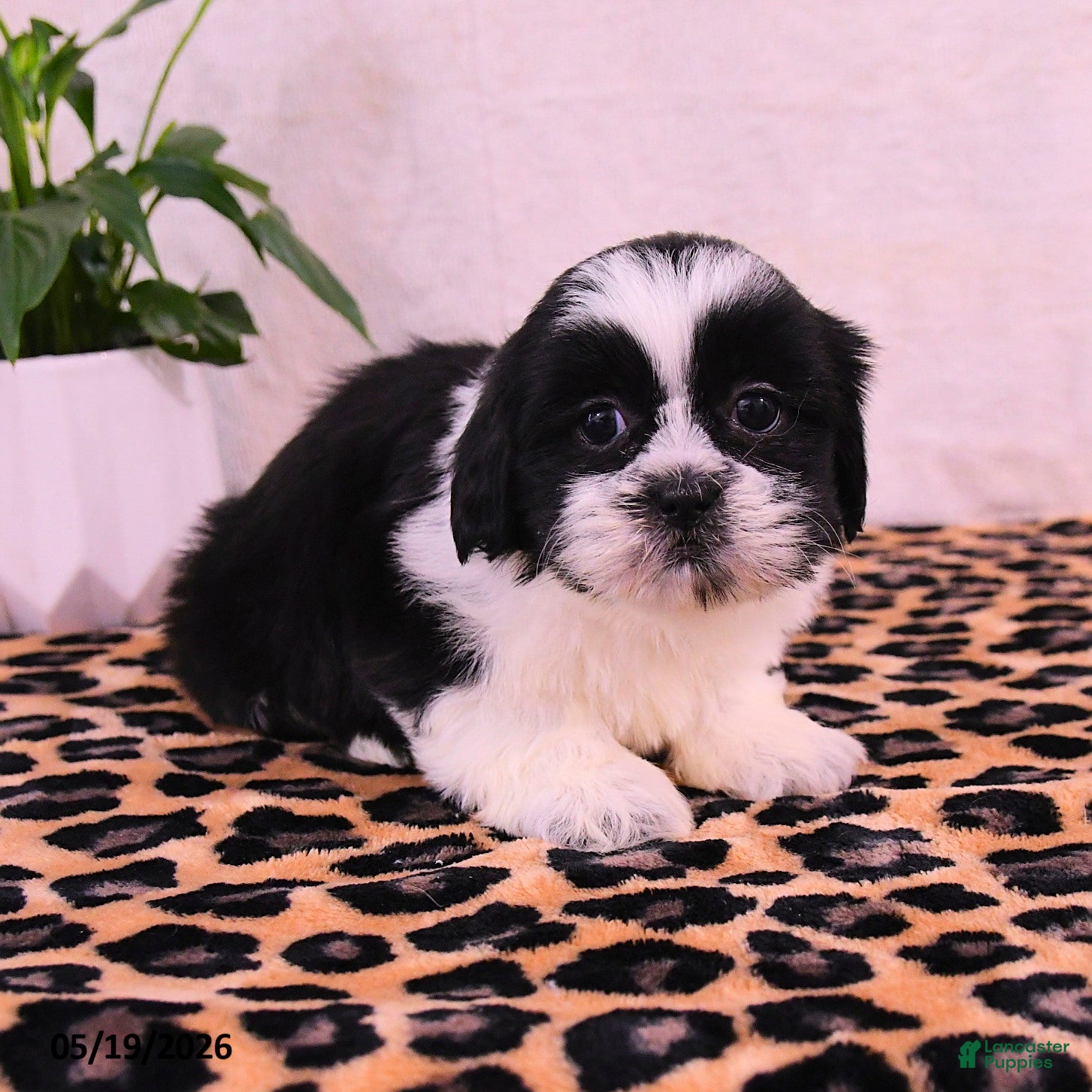 Shih Tzu dogs Stormi - Ad 2