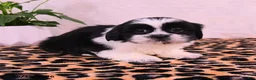 Shih Tzu dogs for sale: Stormi - Ad 2