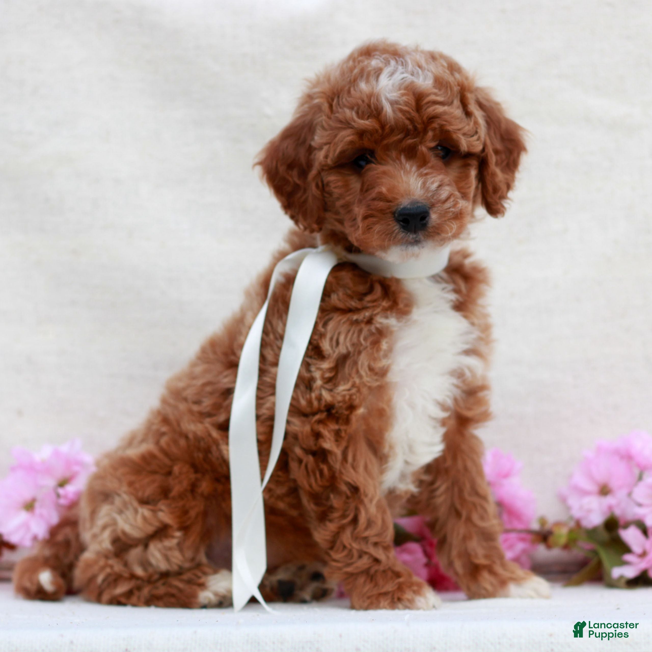 Irish Doodle dogs Buttercup - Ad 1