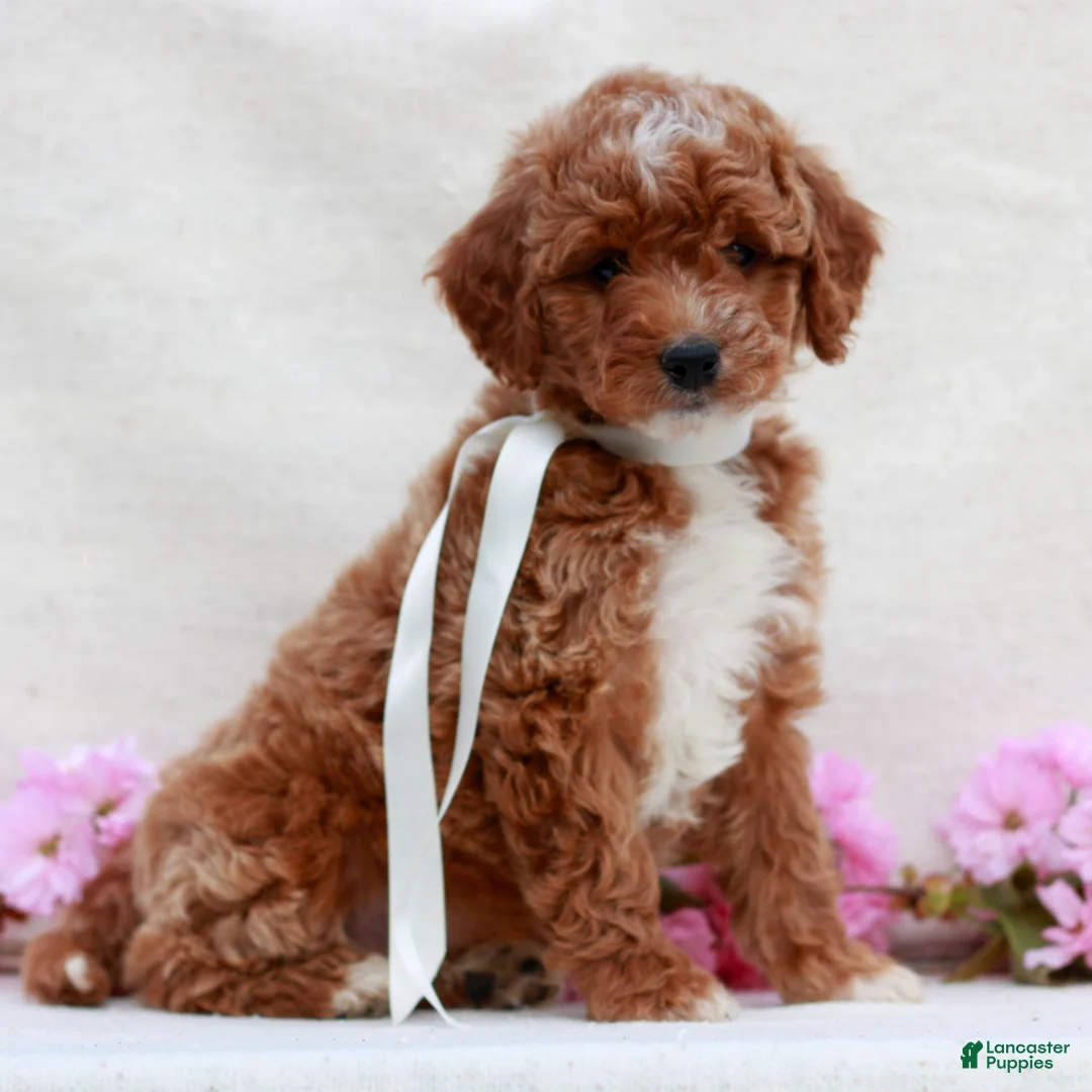 Irish Doodle dogs for sale: Buttercup - Ad 1