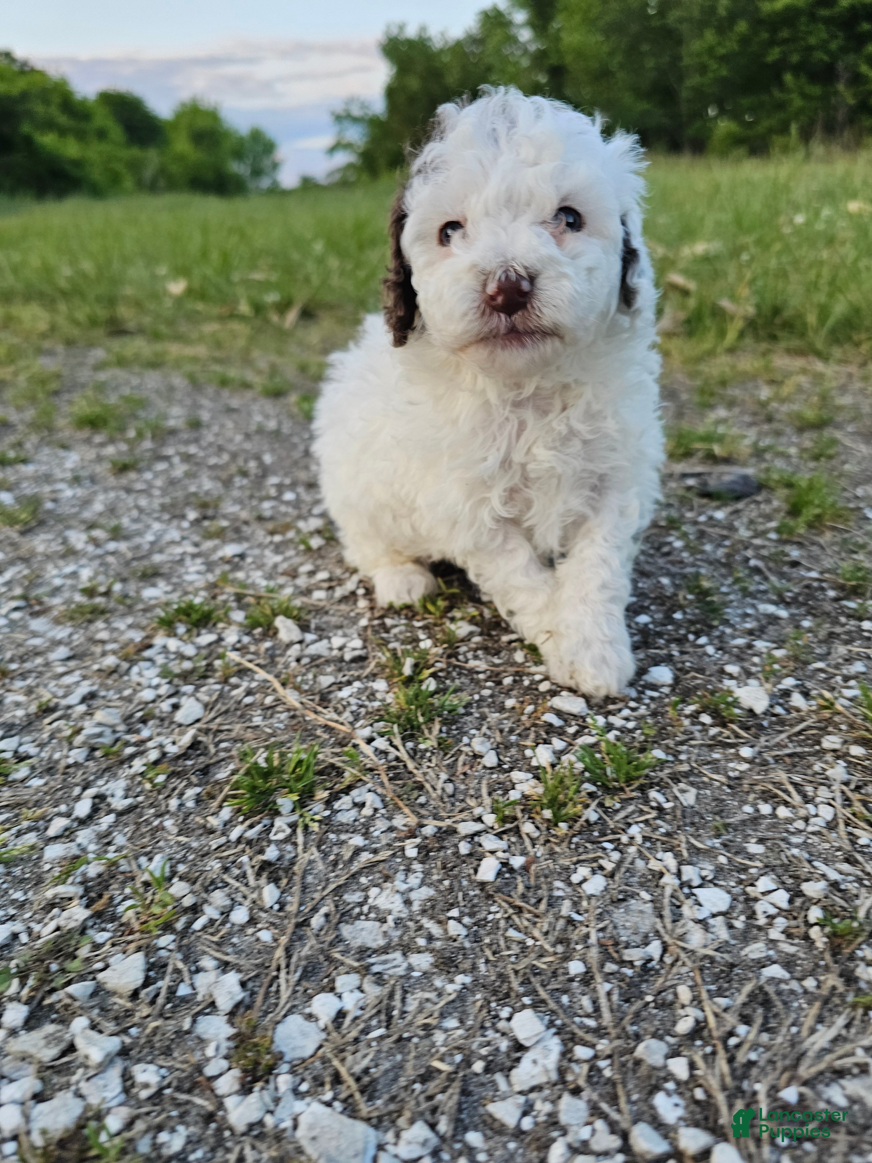 Mini Goldendoodle dogs Chip - Ad 1