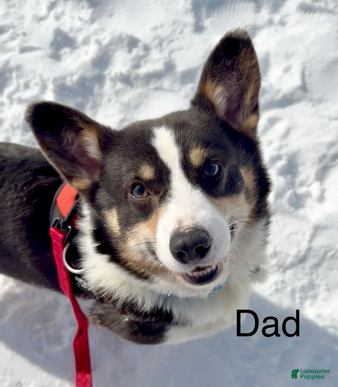 Welsh Corgi Pembroke dogs for sale: Gus Tailed Baby ❤️ - Ad 8