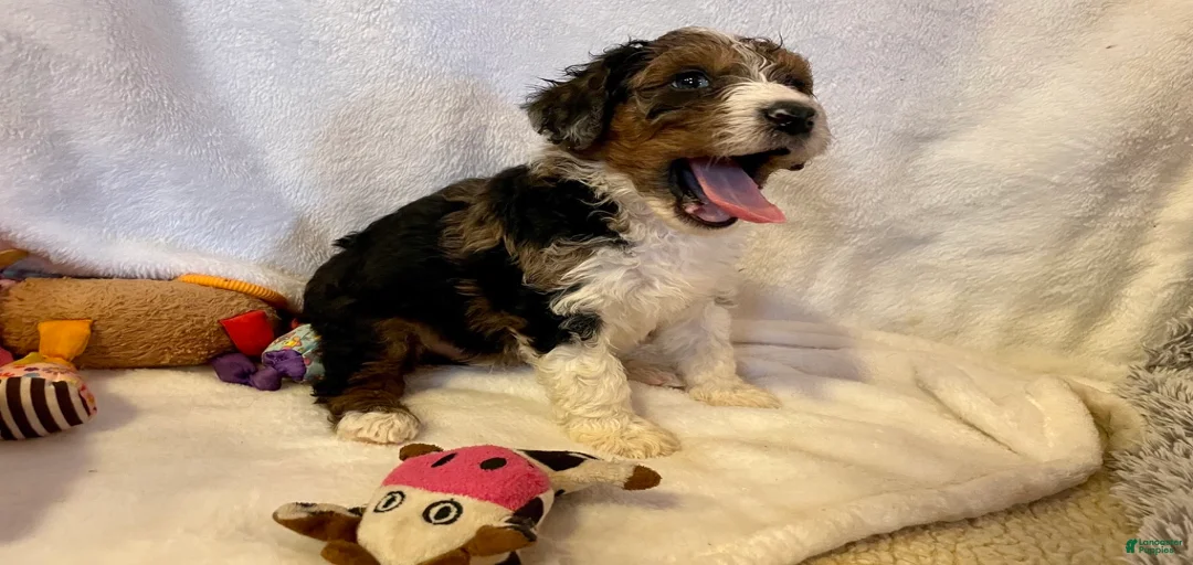 Gallery Image {{count}}