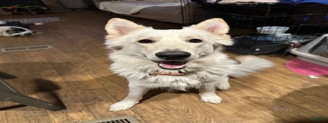 Hazel 