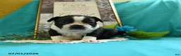 Boston Terrier dogs for sale: Vixon - Ad 6