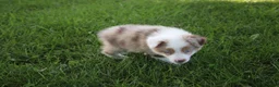 Australian Shepherd dogs for sale: Seth - Ad 2