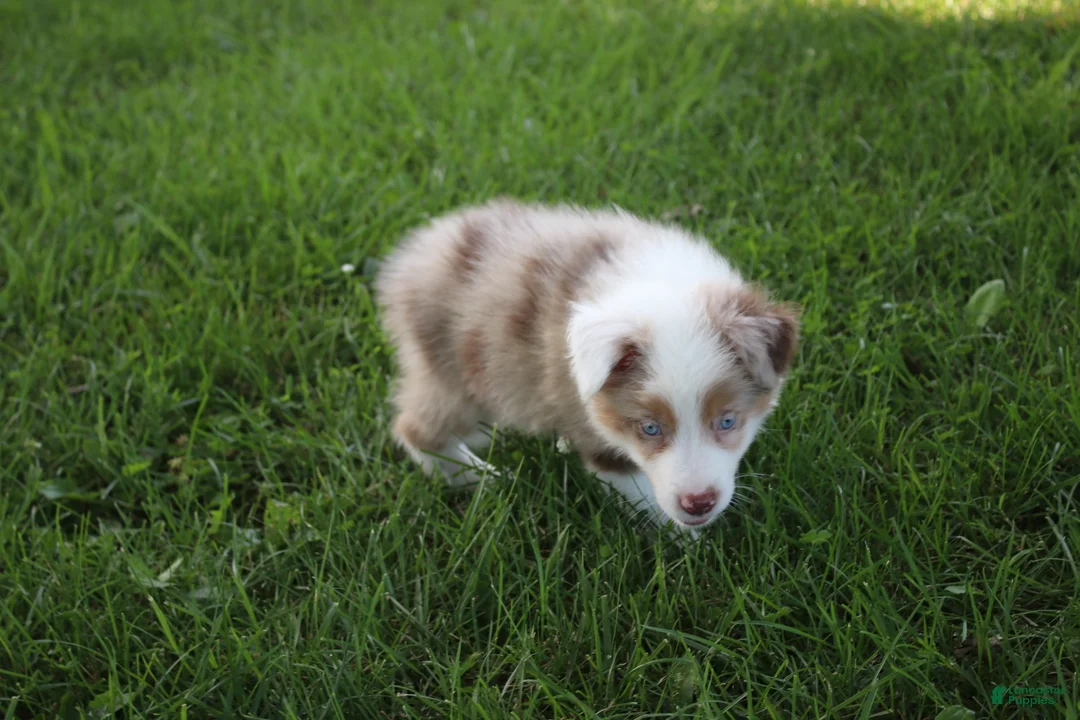 Australian Shepherd dogs for sale: Seth - Ad 2