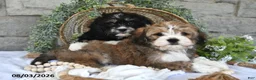 Mixed Breed dogs for sale: Sage - Ad 3