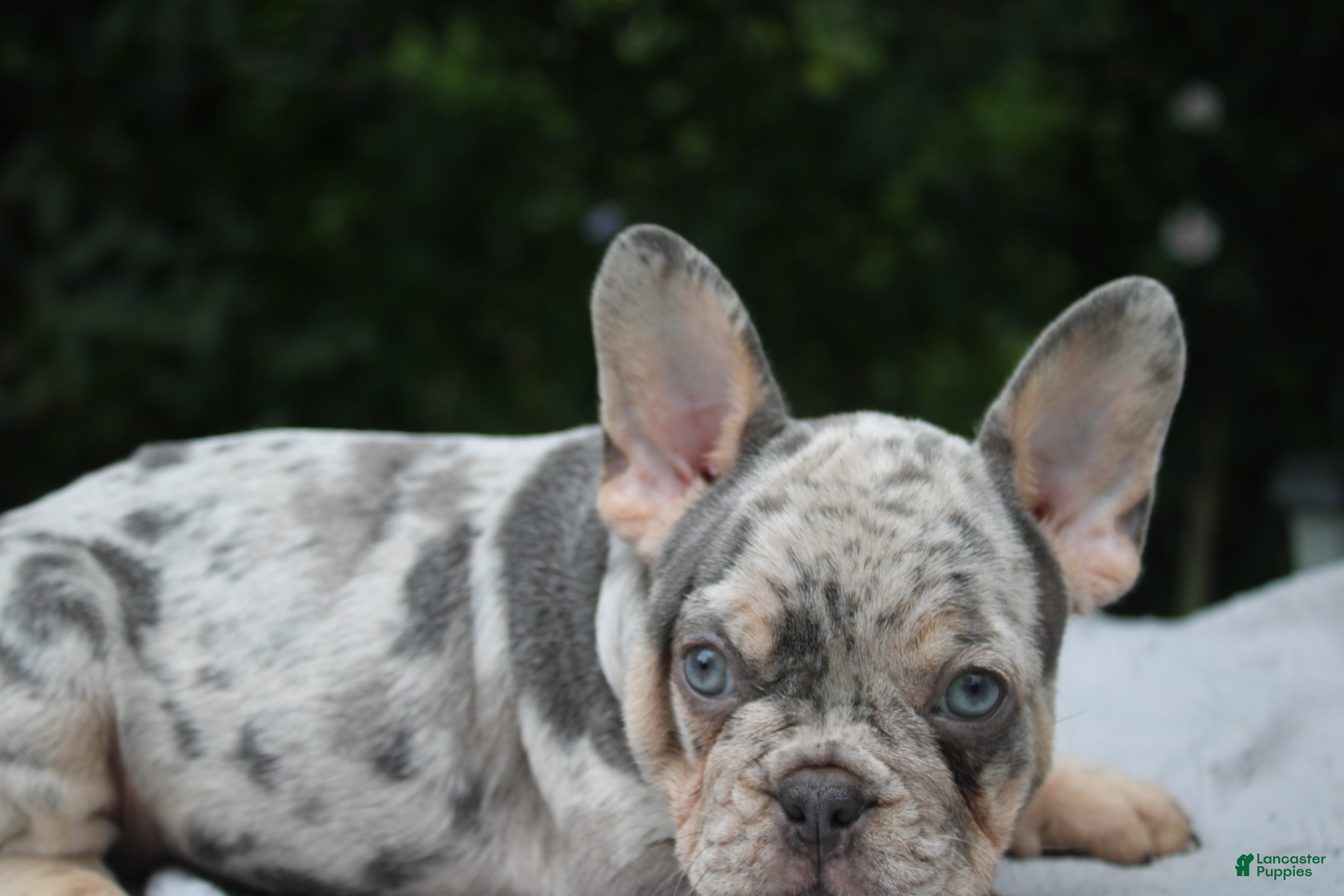 French Bulldog dogs French Bulldog 2 - Ad 1