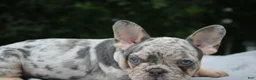 French Bulldog dogs for sale: French Bulldog 2 - Ad 1