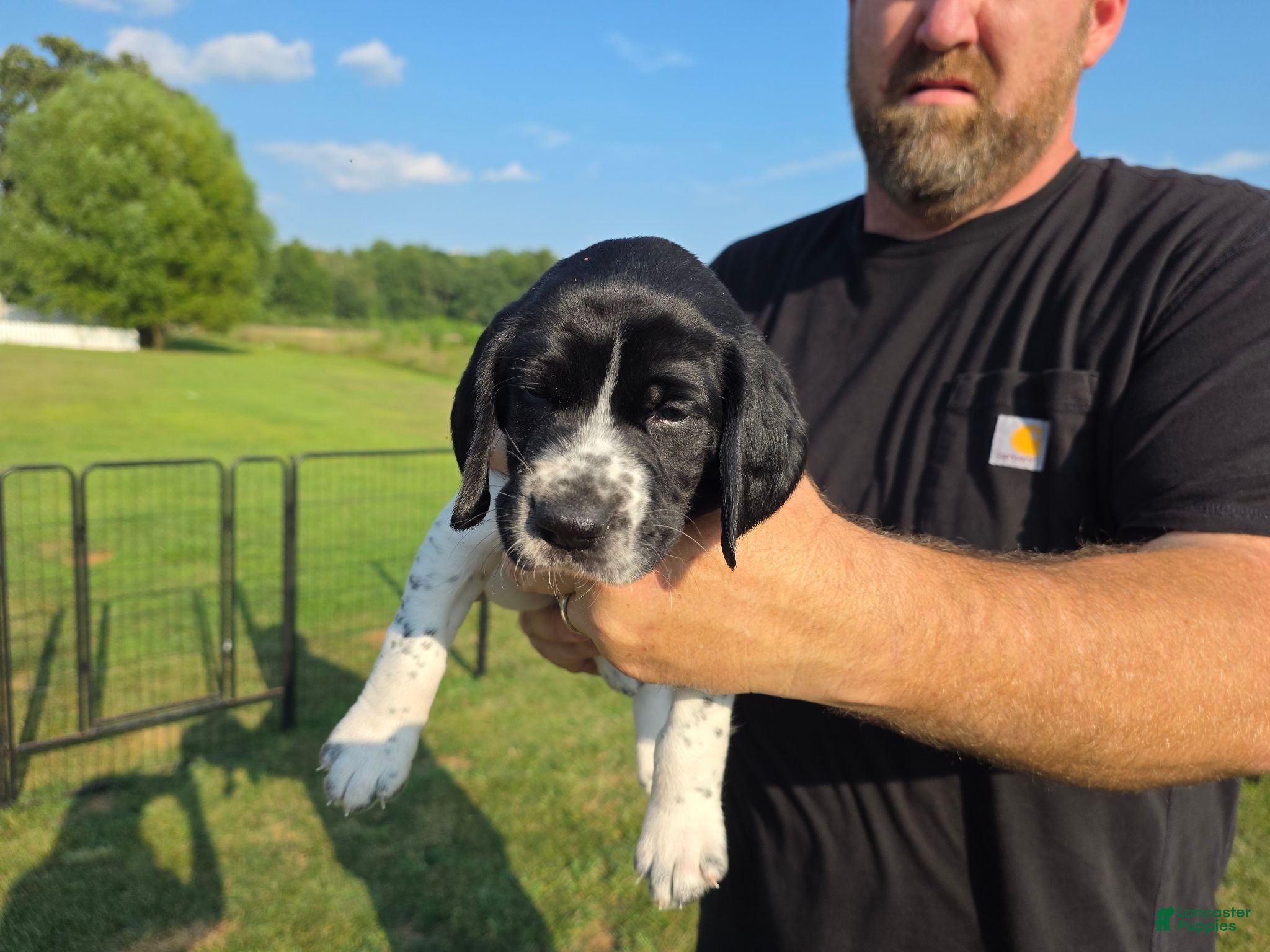 German Shorthaired Pointer dogs German Shorthaired Pointer ( blue collar ) - Ad 6