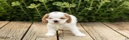 Cocker Spaniel dogs for sale: Reggie  - Ad 4