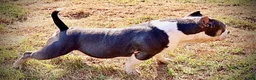 American Bully dogs for sale: American Bully 1 - Ad 4