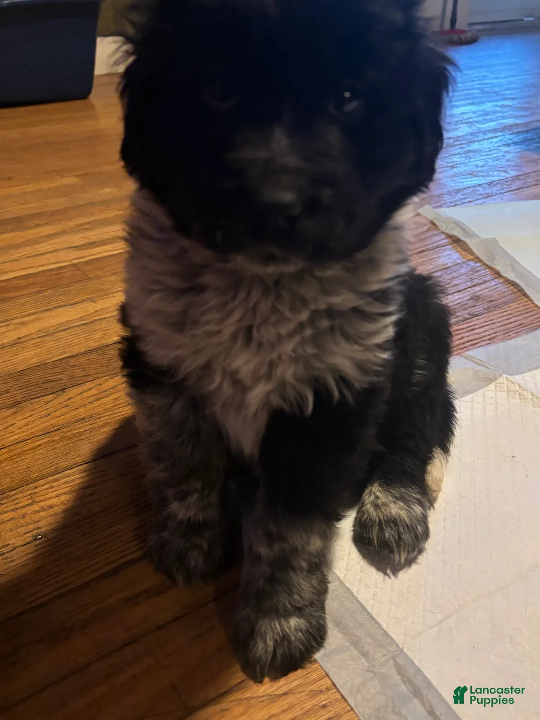 Mixed Breed dogs for sale: Mixed Breed Puppy 6 - Ad 1