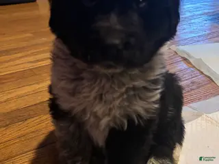 Mixed Breed dogs Mixed Breed Puppy 6 - Ad 30