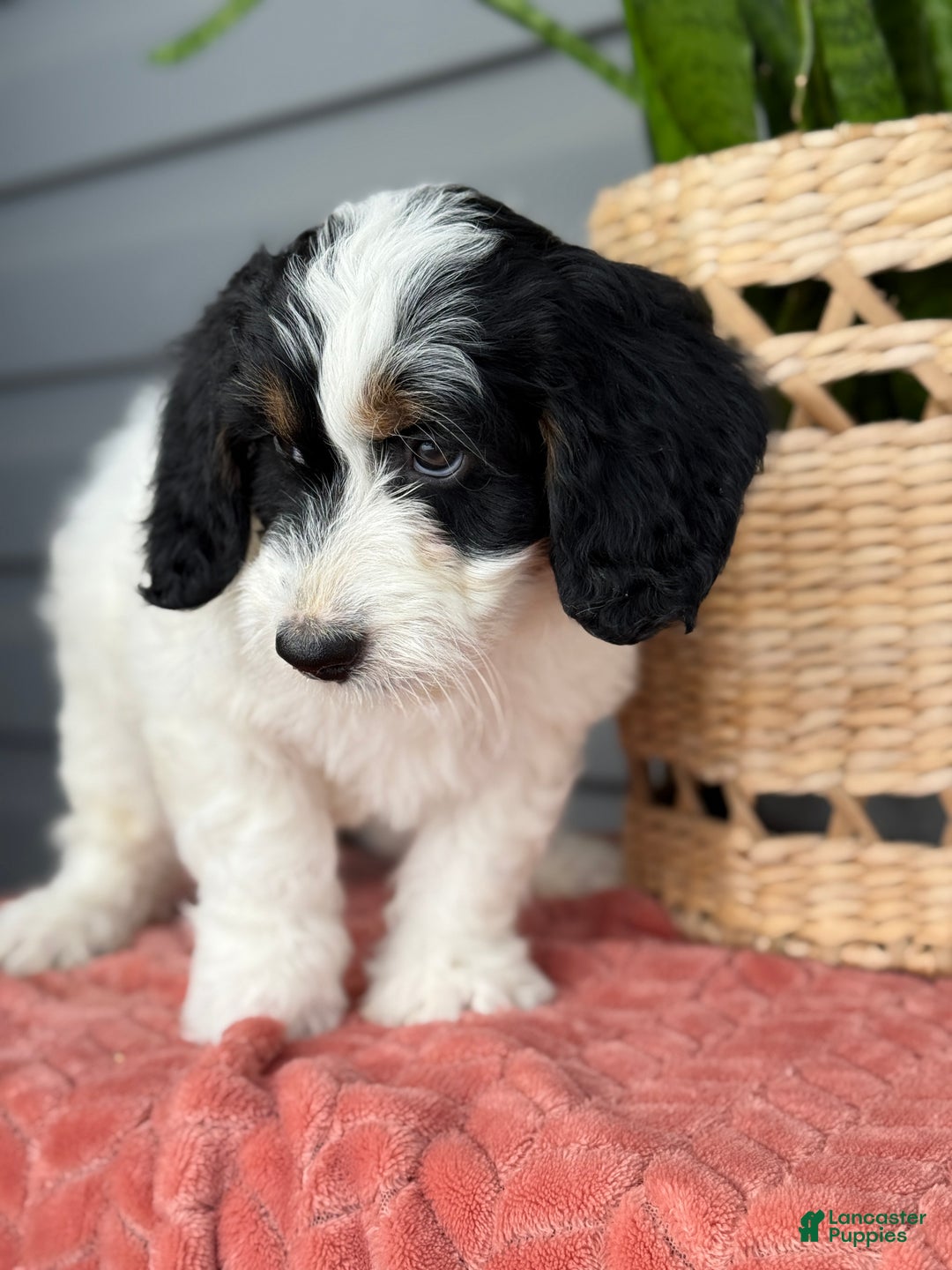 Mini Bernedoodle dogs for sale: Fern - Ad 7