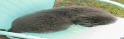 Newfoundland dogs for sale: Delilah - Ad 5