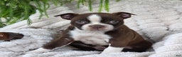 Boston Terrier dogs for sale: Candy - Ad 1