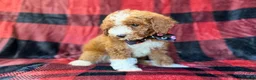 Miniature Poodle dogs for sale: Twix - Ad 4