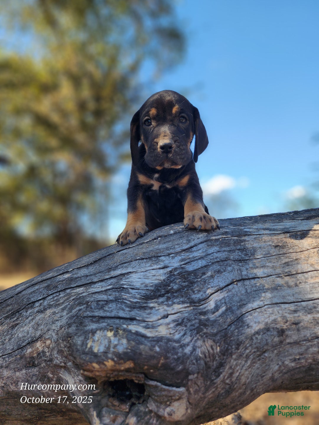 Mixed Breed dogs for sale: Fall 2025 Bloodahoula Male 1 - Ad 16