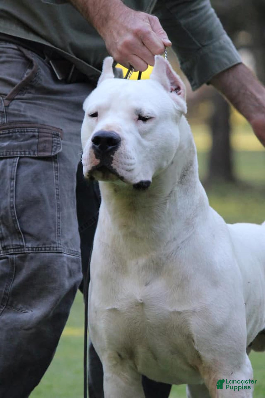 Cubano Puppies Dogo Cubano Sale Cuban Link Silver Chain Metal Stainless  Steel Dog Chain Collar, image size:1080x1620