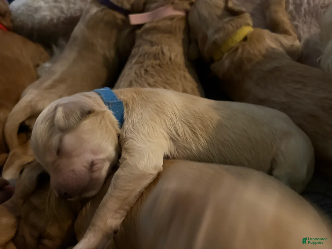 Goldendoodle dogs for sale: Ash - Ad 1