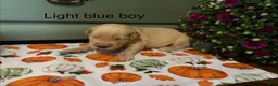 Golden Retriever dogs for sale: Light blue  - Ad 1