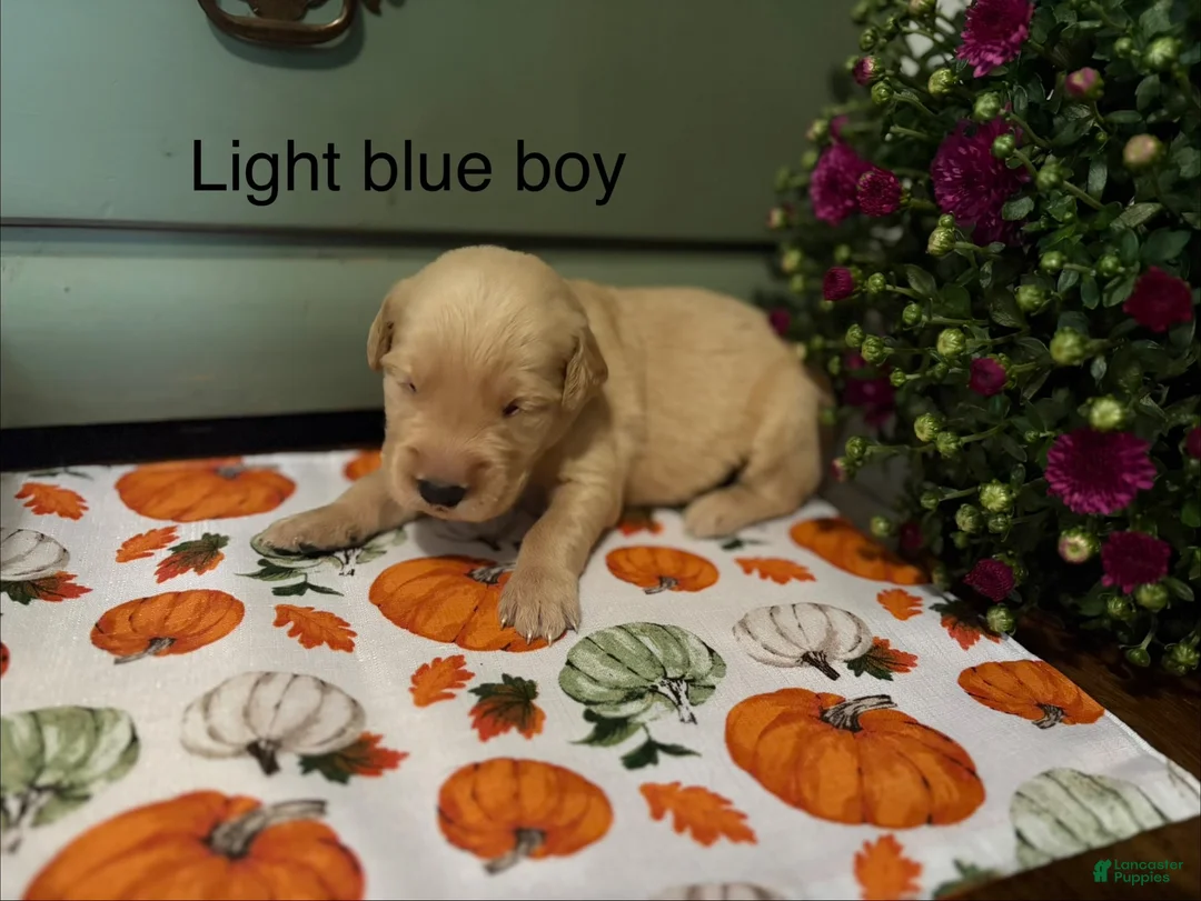 Golden Retriever dogs for sale: Light blue  - Ad 1