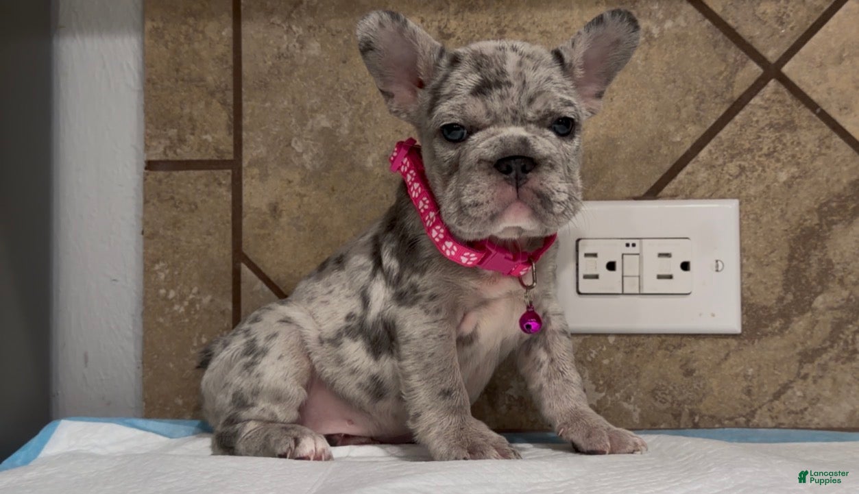 French Bulldog dogs Luna  - Ad 1