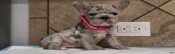French Bulldog dogs for sale: Luna  - Ad 1