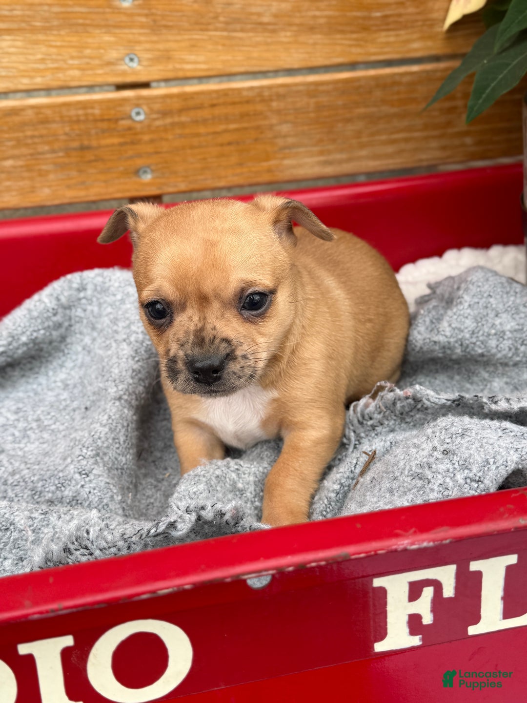 Chihuahua dogs for sale: Cocoa - Ad 7