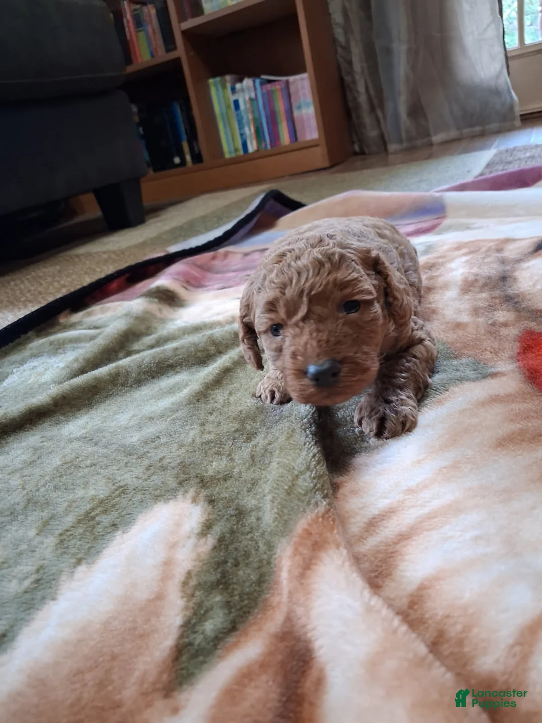 Mini Goldendoodle dogs for sale: Ashlee - Ad 2