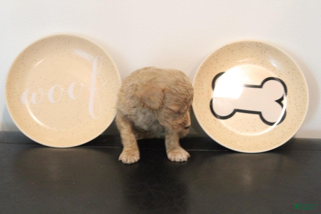 Mixed Breed dogs Cream Female - Ad 2