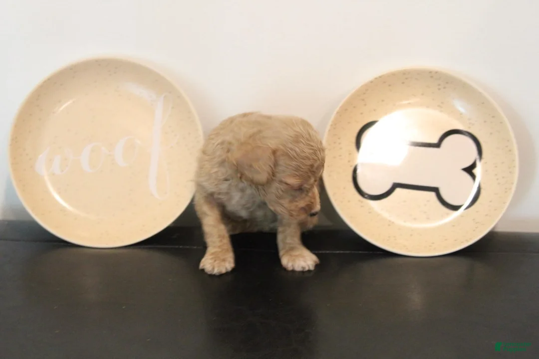 Mixed Breed dogs for sale: Cream Female - Ad 2