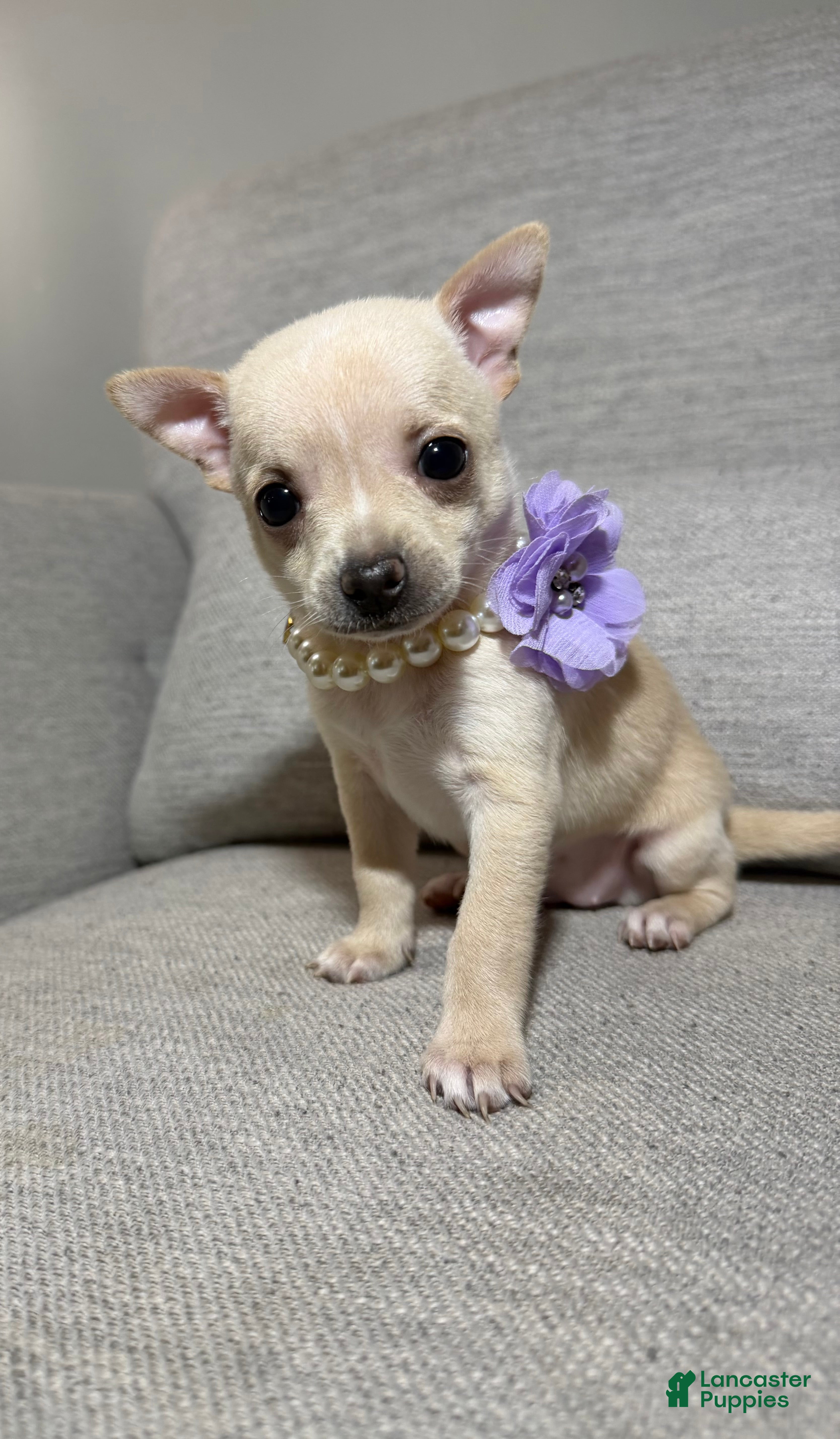 Chihuahua dogs Bella - Ad 19