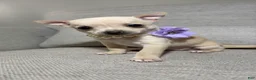 Chihuahua dogs for sale: Bella - Ad 1