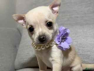 Chihuahua dogs Bella - Ad 11