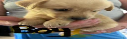 Goberian dogs for sale: Goberian 3 - Ad 2