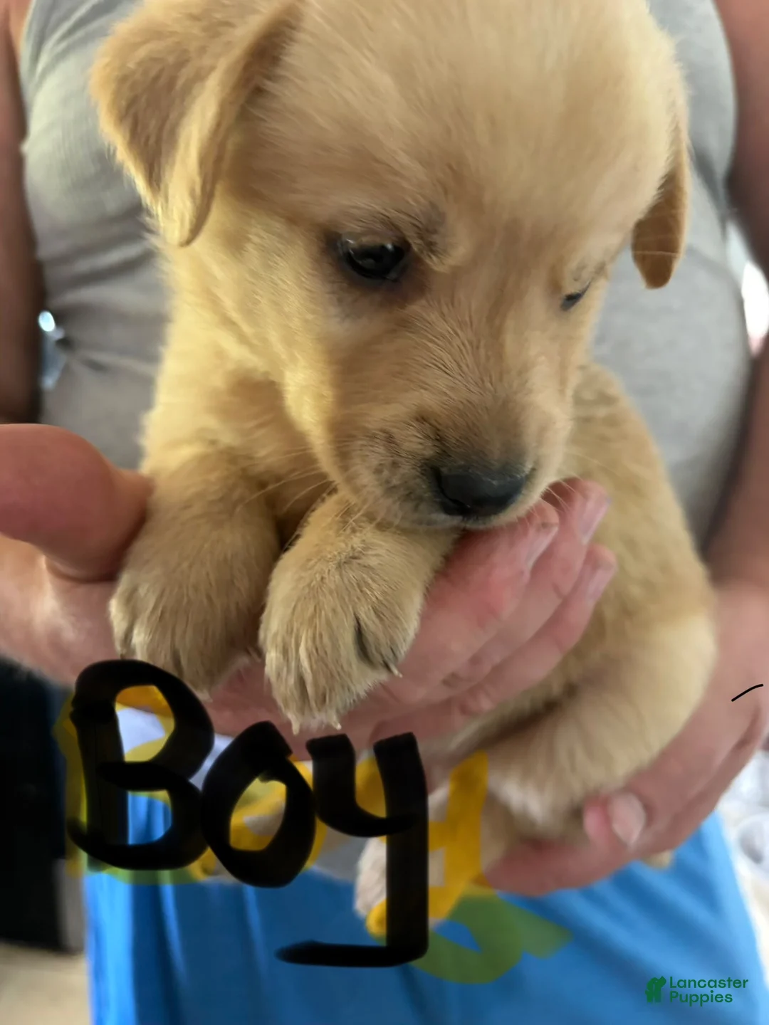 Goberian dogs for sale: Goberian 3 - Ad 2