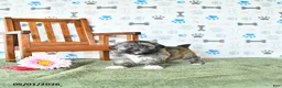 Shihpoo dogs for sale: Chloe - Ad 4