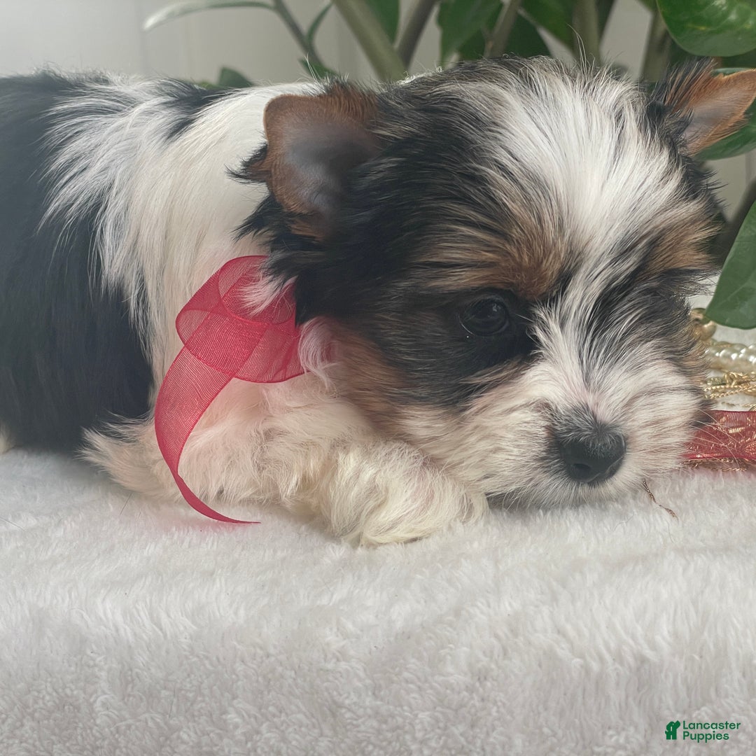 Biewer Terrier dogs for sale: Tilly - Ad 10