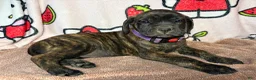 English Mastiff dogs for sale: Bella (Purple) - Ad 2