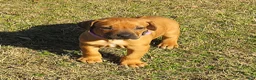 Rhodesian Ridgeback dogs for sale: Rhodesian Ridgeback Puppy 4 - Ad 2