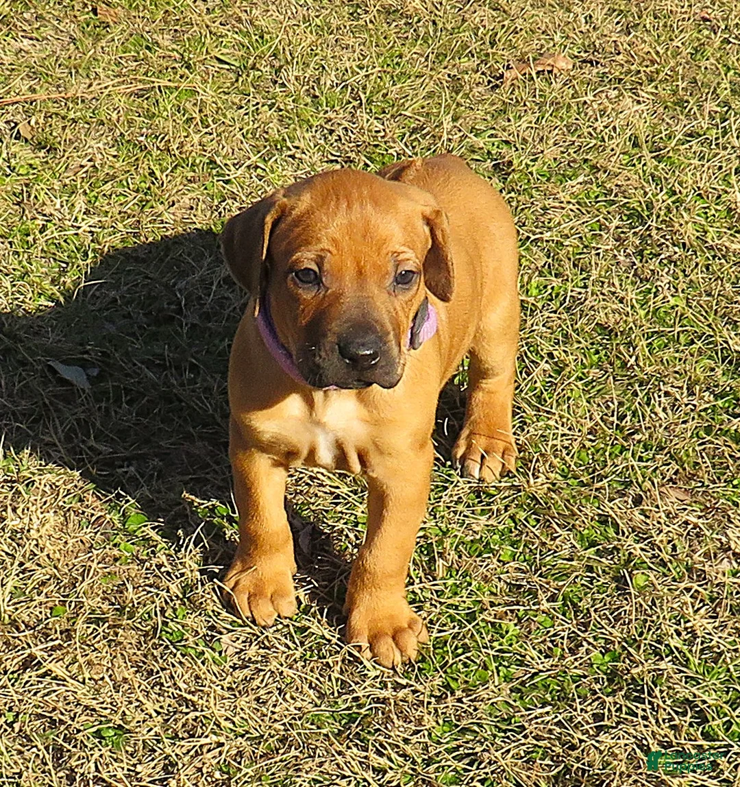 Rhodesian Ridgeback dogs for sale: Rhodesian Ridgeback Puppy 4 - Ad 2